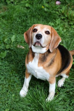 Bahçedeki çimlerin üzerinde oturan sevimli bir Beagle köpeğinin portresi. Çimlerin üzerinde köpek yavrusu, mutlu bir evcil hayvanın yakın portresi. İtaat kavramı  