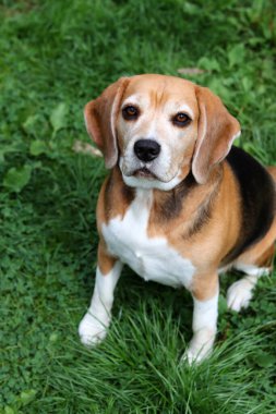 Bahçedeki çimlerin üzerinde oturan sevimli bir Beagle köpeğinin portresi. Çimlerin üzerinde köpek yavrusu, mutlu bir evcil hayvanın yakın portresi. İtaat kavramı  