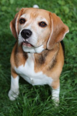 Bahçedeki çimlerin üzerinde oturan sevimli bir Beagle köpeğinin portresi. Çimlerin üzerinde köpek yavrusu, mutlu bir evcil hayvanın yakın portresi. İtaat kavramı  