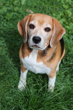 Bahçedeki çimlerin üzerinde oturan sevimli bir Beagle köpeğinin portresi. Çimlerin üzerinde köpek yavrusu, mutlu bir evcil hayvanın yakın portresi. İtaat kavramı  