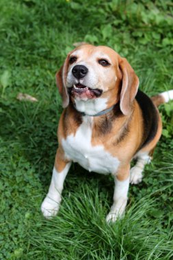 Komik suratlı bir av köpeği portresi. Mutlu hayvan konsepti. 