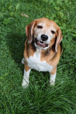 Komik suratlı bir av köpeği portresi. Mutlu hayvan konsepti. 