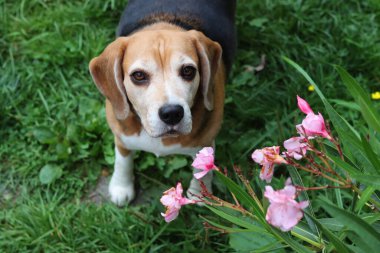 Bahçedeki çimlerin üzerinde oturan sevimli bir Beagle köpeğinin portresi. Çimlerin üzerinde köpek yavrusu, mutlu bir evcil hayvanın yakın portresi. İtaat kavramı  