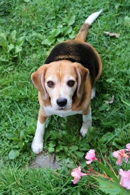 Bahçedeki çimlerin üzerinde oturan sevimli bir Beagle köpeğinin portresi. Çimlerin üzerinde köpek yavrusu, mutlu bir evcil hayvanın yakın portresi. İtaat kavramı  