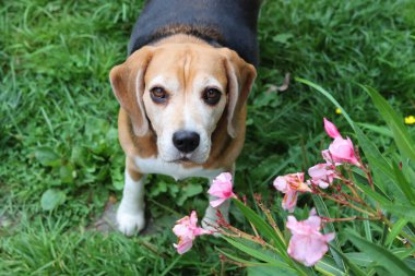 Bahçedeki çimlerin üzerinde oturan sevimli bir Beagle köpeğinin portresi. Çimlerin üzerinde köpek yavrusu, mutlu bir evcil hayvanın yakın portresi. İtaat kavramı  