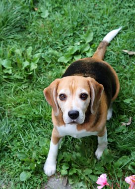 Bahçedeki çimlerin üzerinde oturan sevimli bir Beagle köpeğinin portresi. Çimlerin üzerinde köpek yavrusu, mutlu bir evcil hayvanın yakın portresi. İtaat kavramı  