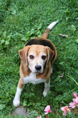 Bahçedeki çimlerin üzerinde oturan sevimli bir Beagle köpeğinin portresi. Çimlerin üzerinde köpek yavrusu, mutlu bir evcil hayvanın yakın portresi. İtaat kavramı  