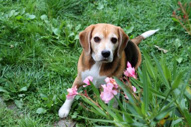 Bahçedeki çimlerin üzerinde oturan sevimli bir Beagle köpeğinin portresi. Çimlerin üzerinde köpek yavrusu, mutlu bir evcil hayvanın yakın portresi. İtaat kavramı  