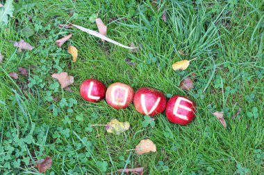 Bahçedeki yeşil çimlerde kırmızı elmalara yazılan aşk. Mevsimlik meyvelerle sonbahar durgun yaşamı. 