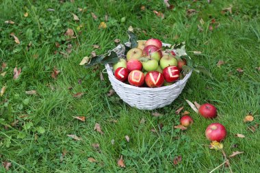 Bahçedeki yeşil çimlerde kırmızı elmalara yazılan aşk. Mevsimlik meyvelerle sonbahar durgun yaşamı. 