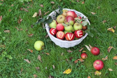 Bahçedeki yeşil çimlerde kırmızı elmalara yazılan aşk. Mevsimlik meyvelerle sonbahar durgun yaşamı. 