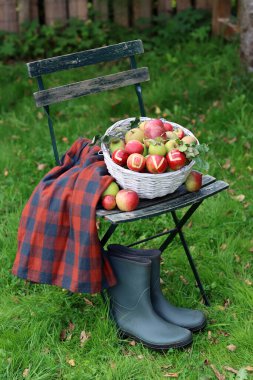 Elma sepeti ve lastik çizmelerle dolu bir hayat. Bahçede sonbahar. 
