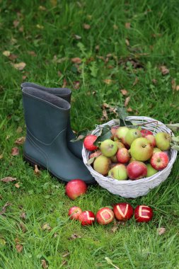 Elma sepeti ve lastik çizmelerle dolu bir hayat. Bahçede sonbahar. 