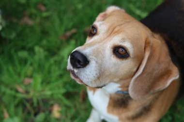 Bahçedeki çimlerin üzerinde oturan sevimli bir Beagle köpeğinin portresi. Çimlerin üzerinde köpek yavrusu, mutlu bir evcil hayvanın yakın portresi. İtaat kavramı  