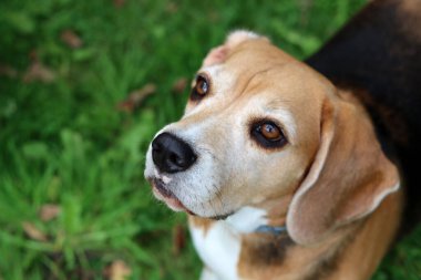 Bahçedeki çimlerin üzerinde oturan sevimli bir Beagle köpeğinin portresi. Çimlerin üzerinde köpek yavrusu, mutlu bir evcil hayvanın yakın portresi. İtaat kavramı  