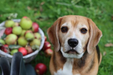 Bir sepet elmanın yanında çimlerin üzerinde oturan av köpeği.