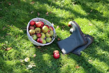 Elma sepeti ve lastik çizmelerle dolu bir hayat. Bahçede sonbahar. 
