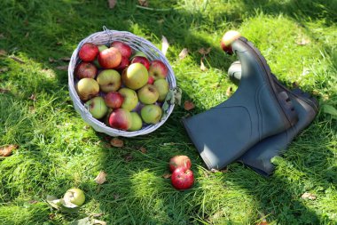 Elma sepeti ve lastik çizmelerle dolu bir hayat. Bahçede sonbahar. 