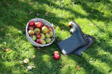 Elma sepeti ve lastik çizmelerle dolu bir hayat. Bahçede sonbahar. 