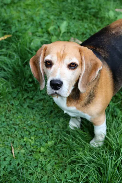 Bahçedeki çimlerin üzerinde oturan sevimli bir Beagle köpeğinin portresi. Çimlerin üzerinde köpek yavrusu, mutlu bir evcil hayvanın yakın portresi. İtaat kavramı  