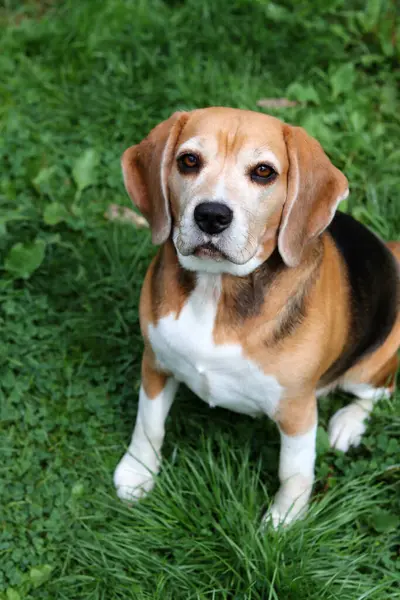 Bahçedeki çimlerin üzerinde oturan sevimli bir Beagle köpeğinin portresi. Çimlerin üzerinde köpek yavrusu, mutlu bir evcil hayvanın yakın portresi. İtaat kavramı  