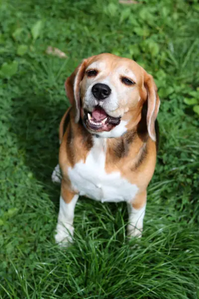 Komik suratlı bir av köpeği portresi. Mutlu hayvan konsepti. 