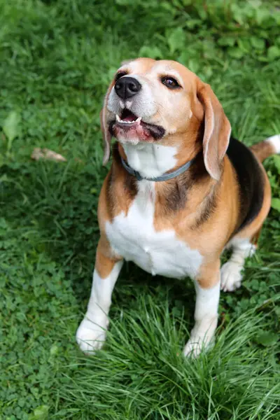 Komik suratlı bir av köpeği portresi. Mutlu hayvan konsepti. 