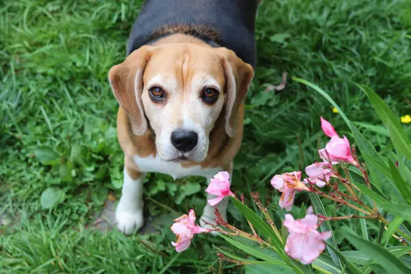 Bahçedeki çimlerin üzerinde oturan sevimli bir Beagle köpeğinin portresi. Çimlerin üzerinde köpek yavrusu, mutlu bir evcil hayvanın yakın portresi. İtaat kavramı  