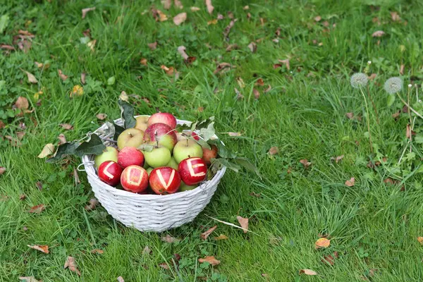 Bahçedeki yeşil çimlerde kırmızı elmalara yazılan aşk. Mevsimlik meyvelerle sonbahar durgun yaşamı. 