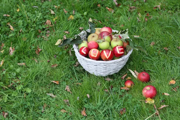 Bahçedeki yeşil çimlerde kırmızı elmalara yazılan aşk. Mevsimlik meyvelerle sonbahar durgun yaşamı. 