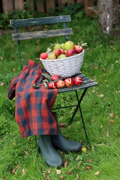 Elma sepeti ve lastik çizmelerle dolu bir hayat. Bahçede sonbahar. 