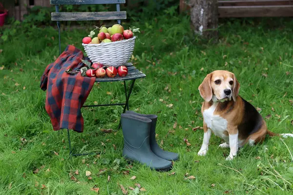 Bir sepet elmanın yanında çimlerin üzerinde oturan av köpeği.