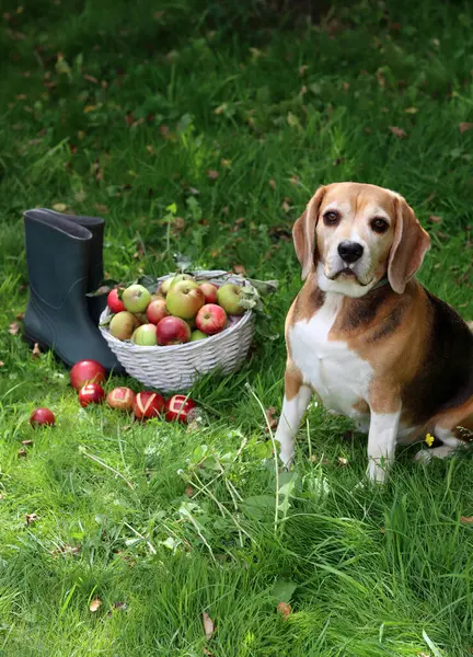 Bir sepet elmalı ve bahçede çimlerin üzerinde gezen av köpeği. Elma hasadı. 