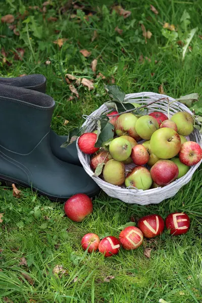 Bahçedeki yeşil çimlerde kırmızı elmalara yazılan aşk. Mevsimlik meyvelerle sonbahar durgun yaşamı. 