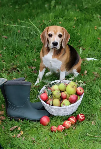 Bir sepet elmalı ve bahçede çimlerin üzerinde gezen av köpeği. Elma hasadı. 