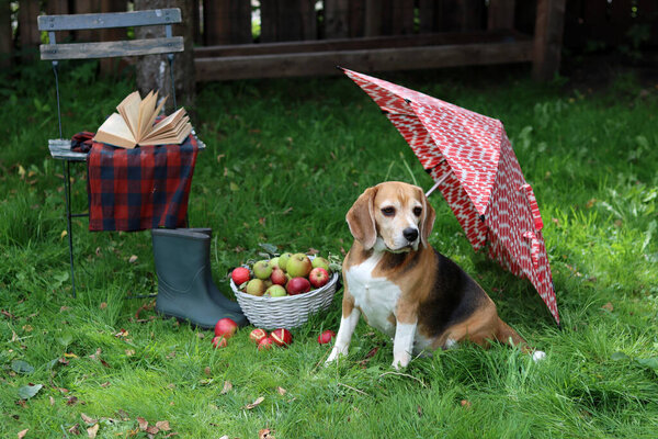 Портрет милой собачки Бигл, сидящей на траве в саду. Щенок на траве, крупным планом портрет счастливого питомца. Концепция послушания  