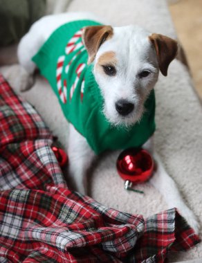 Jack Russell Terrier, Noel süveteri giymiş, koltukta. Kameraya bakan sevimli bir hayvan. Mutlu bir köpek yavrusunun portresi. Noel kutlaması kavramı.