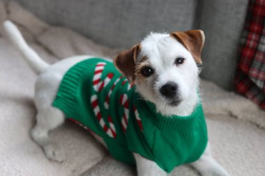 Jack Russell Terrier, Noel süveteri giymiş, koltukta. Kameraya bakan sevimli bir hayvan. Mutlu bir köpek yavrusunun portresi. Noel kutlaması kavramı.