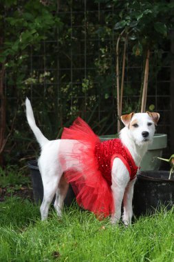 Jack Russell Terrier bahçede kırmızı bir elbise giyiyor.