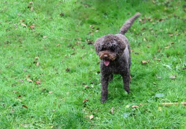 Bahçedeki yeşil çimlerde oynayan sevimli kahverengi karalama köpeği.