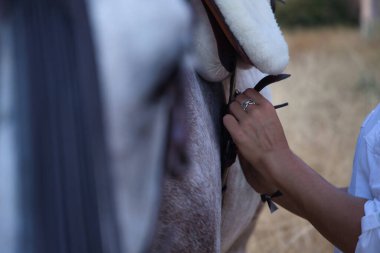 Kırsalda atının eyer kayışlarını ve kemerlerini ayarlayan genç bir kadının ellerinin ayrıntıları. Konsept binicilik, hayvanlar, binicilik, binicilik, bakım, eyer.