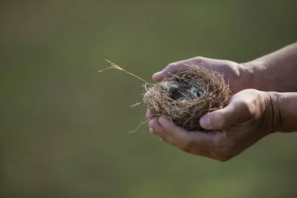Detail of hands holding an empty bird\'s nest fallen from a tree. Concept nature, birds, eggs, nest. Selective focus on the nest.
