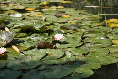 Göldeki bir grup nilüfer güneş ışınlarını alıyor. Bilimsel adı Nymphaea. Su bitkileri, göller, göletler, su.