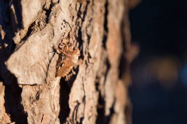 Ağacın gövdesine yapışmış bir ağustos böceğinin dış iskeleti. Bilimsel adı Cicadidae. Böcekler, ağaçlar, hemipteralar.
