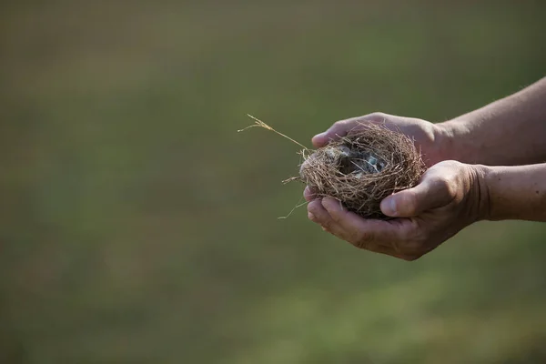 Detail of hands holding an empty bird\'s nest fallen from a tree. Concept nature, birds, eggs, nest. Selective focus on the nest.