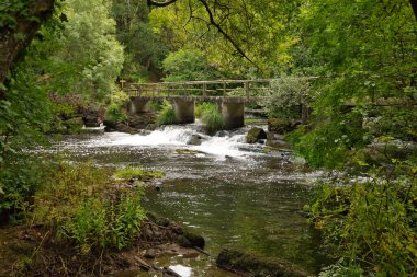 Yeşil ve yemyeşil bir ormandaki taşların üzerindeki küçük şelalelerden oluşan güzel bir manzara. Manzara, su, orman, bitki örtüsü, nem.