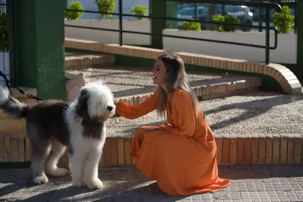 Young and beautiful woman in an orange dress, playing and posing with her bobtail dog, very smiling and happy. Concept beauty, fashion, trend, animals, pets, breed.