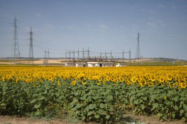 Arka planda bir enerji santrali ile olgunlaşan ayçiçeklerinin ekilmesi. Bitkiler, tohumlar, petrol, ekinler, fındıklar.