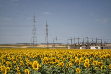 Arka planda bir enerji santrali ile olgunlaşan ayçiçeklerinin ekilmesi. Bitkiler, tohumlar, petrol, ekinler, fındıklar.