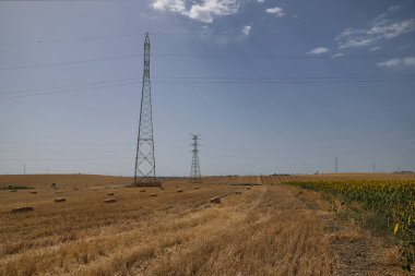 Tarlada toplanmaya hazır saman balyaları. Tarım, hayvancılık, gıda, hayvanlar, balyalar kavramını.
